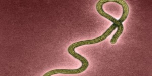 Portrait d'Ebola, virus meurtrier capable de désactiver le système immunitaire