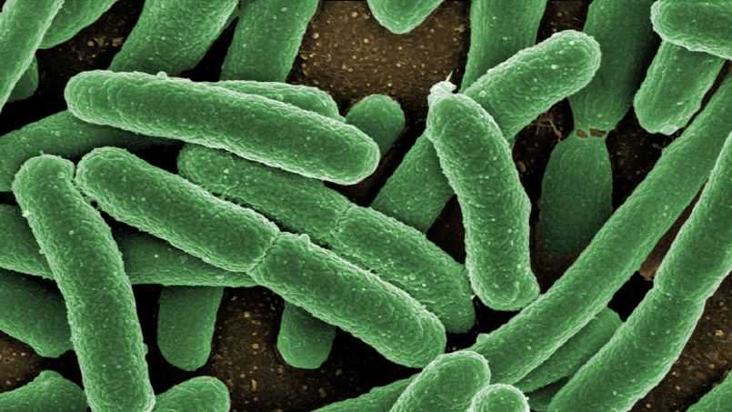 Microbiote intestinal,entre espoirs et promesses