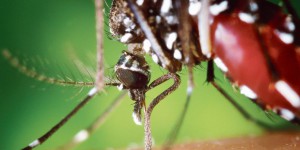 Chikungunya, dengue : le risque s'installe en métropole