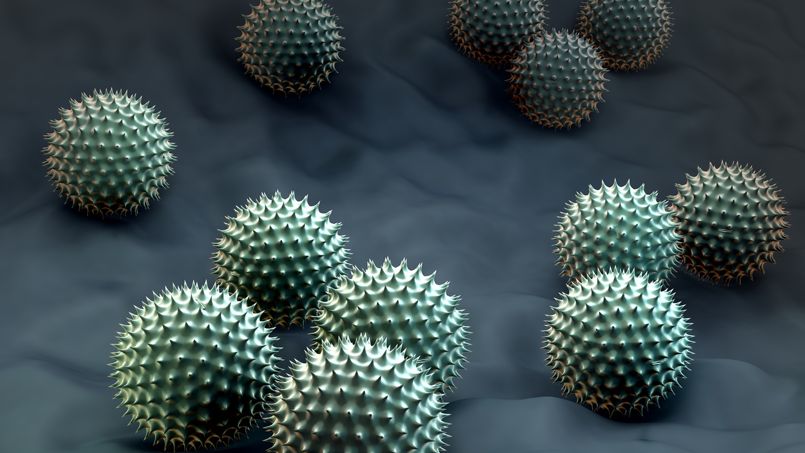 Quatre fois plus de pollen d'ambroisie en Europe d'ici 2050
