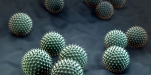 Quatre fois plus de pollen d'ambroisie en Europe d'ici 2050