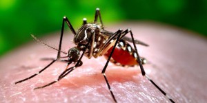 L'Hexagone n'échappera pas au virus zika