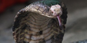 Morsures de serpent : la pénurie d'anti-venin met en danger des milliers de personnes