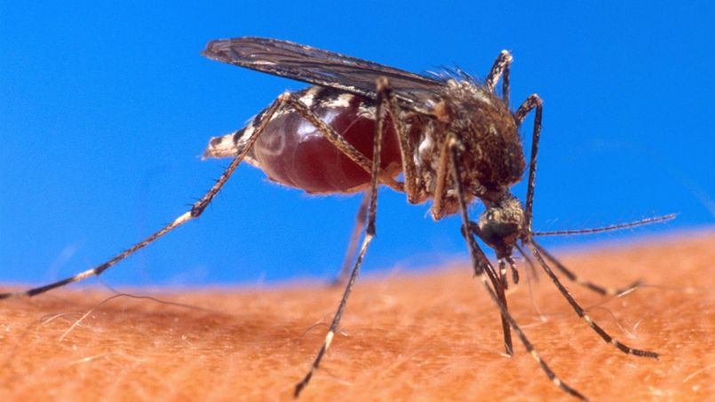 Le moustique : plaidoyer pour un mal-aimé