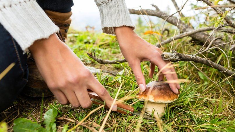 Ce qu'il faut savoir avant de cueillir des champignons