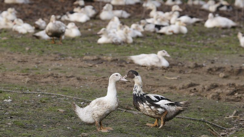 Grippe aviaire : pas de crainte pour volailles et foie gras