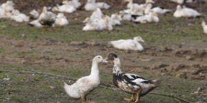 Grippe aviaire : pas de crainte pour volailles et foie gras