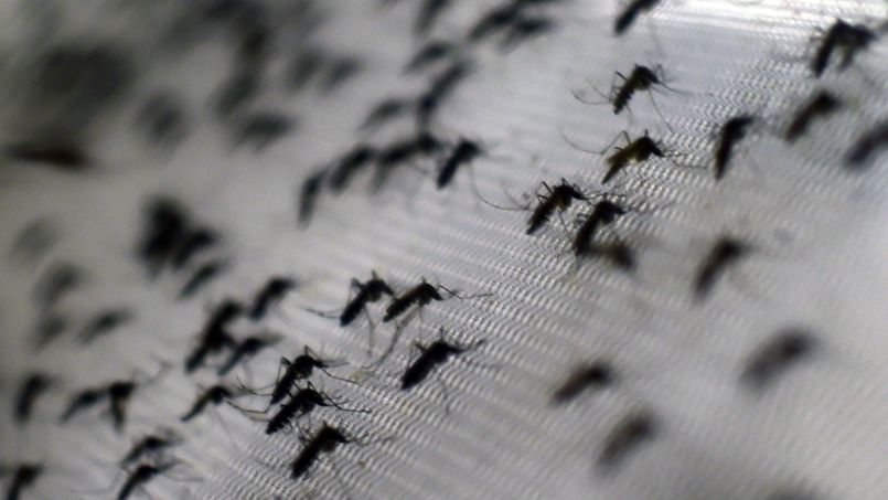 Zika, la nouvelle menace venue des moustiques