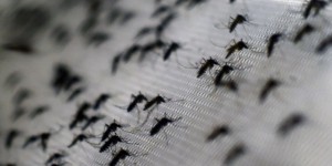 Zika, la nouvelle menace venue des moustiques