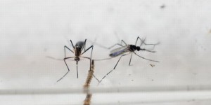 Tout ce que vous avez demandé à savoir sur le virus Zika