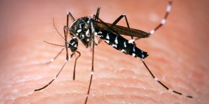 «La globalisation a tiré le Zika de son sanctuaire»