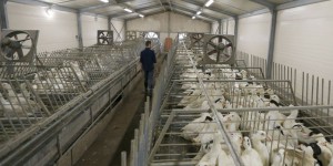 Grippe aviaire : le ministère suspend la production de canards dans le Sud-Ouest