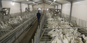 Le ministère suspend la production de canards dans le Sud-Ouest