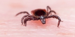 Mieux diagnostiquer la maladie de Lyme