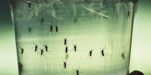 La transmission sexuelle du virus Zika n'influera pas sur l'épidémie