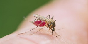 Candidat vaccin contre le paludisme : où en est-on ?