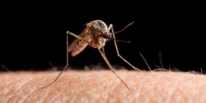 Insectes, parasites : comment protéger sa peau en voyage