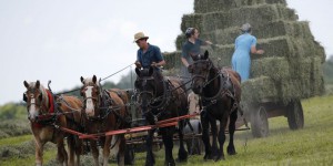 L'arme secrète des Amish contre l'asthme