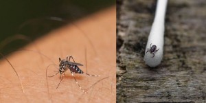 Lyme et Zika : des maladies peu connues des Français