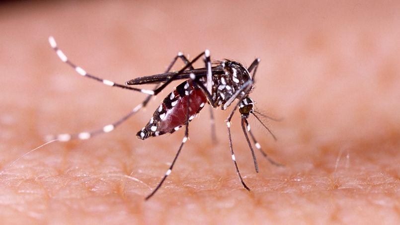 Zika : 6 mois de préservatif après une possible infection
