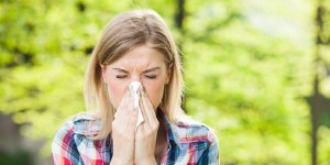Pic d'allergies au pollen d'ambroisie