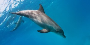 Les dauphins au secours de la médecine humaine