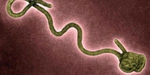 Comment Ebola a muté pour s’adapter à l’homme