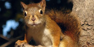En Europe, la lèpre se cache... dans les écureuils