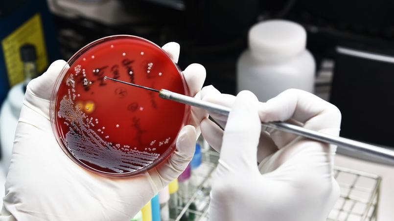Ces bactéries contre lesquelles il est urgent d’avoir de nouveaux antibiotiques