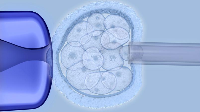 L’ADN d’un embryon humain a été corrigé