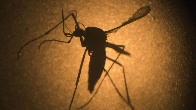 Un vaccin d’un nouveau type contre le virus Zika