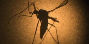 Un vaccin d’un nouveau type contre le virus Zika