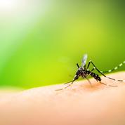 Dengue : plus de 2000 personnes contaminées à La Réunion