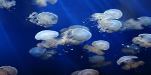 Piqûre de méduse : uriner dessus est-il vraiment conseillé?