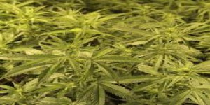 Vers une autorisation du cannabis à usage médical