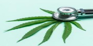 Cinq questions sur le cannabis thérapeutique, en voie d’autorisation en France