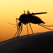 Journée mondiale de lutte contre le paludisme: 5 choses essentielles à savoir sur cette maladie