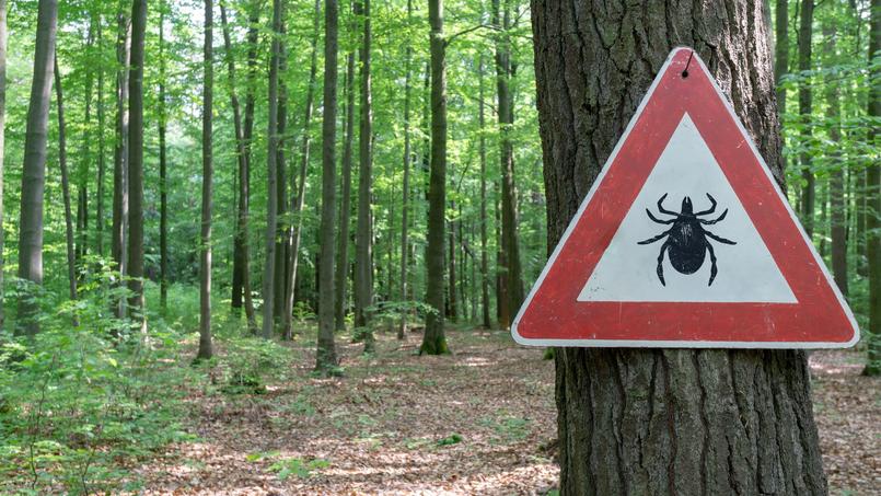 5 choses à savoir sur la maladie de Lyme