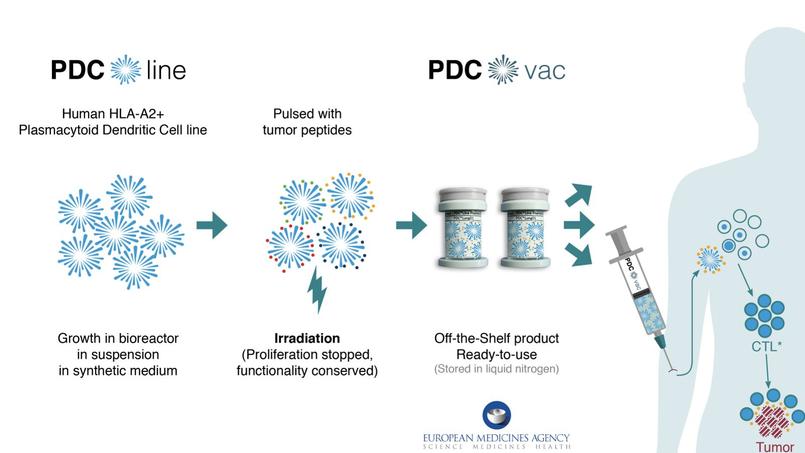 PDC*line Pharma: une nouvelle classe d’immunothérapie contre le cancer
