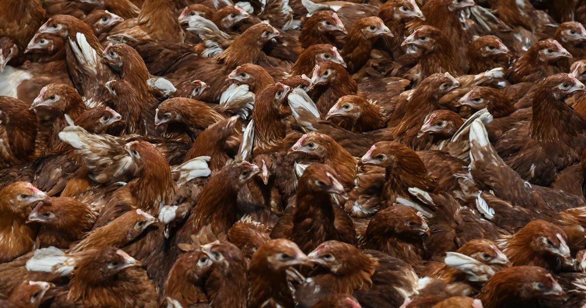 L’OMS s’inquiète de la propagation de la grippe aviaire H5N1 à de nouvelles espèces, dont l’homme