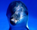 L'Inde reconnaît les dauphins comme des 'personnes non humaines' et interdit les delphinariums