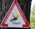 Les abeilles, témoins du bon état de notre environnement, disparaissent massivement