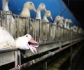 Foie Gras : le chef étoilé Joël Robuchon suspend ses commandes pour maltraitance animale