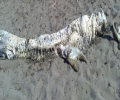 Un monstre marin cornu non-identifié s'est échoué sur une plage espagnole [vidéo]