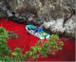 23 000 dauphins massacrés au Japon : que se passe-t-il dans la baie de Taiji ?