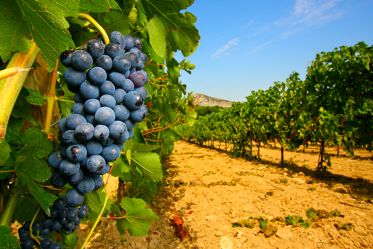 Un viticulteur refuse de traiter aux pesticides : il encourt 30 000 euros d'amende et 6 mois de prison...