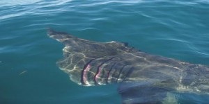 Liste rouge des espèces menacées en France : menaces sur les requins et raies