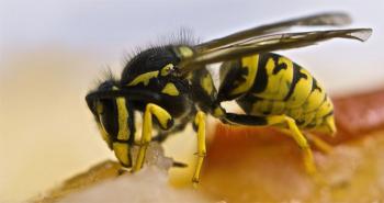Les piqûres de guêpes, d'abeilles et de fourmis les plus douloureuses : l'échelle de Schmidt [vidéo]