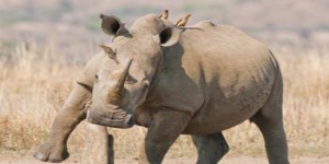 2013 : année noire pour les éléphants et les rhinocéros