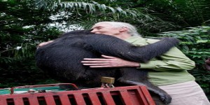 L'incroyable geste de remerciement de Wounda, chimpanzé libéré par Jane Goodall [vidéo]